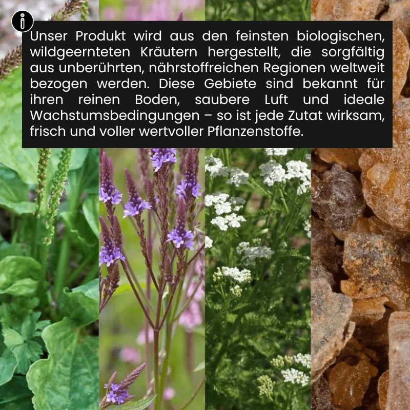 Vorschaubild 12
